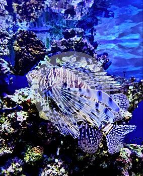 Lionfish fish. zebra fish. underwater world photo